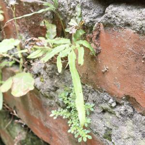 井欄邊草 (鳳尾蕨)