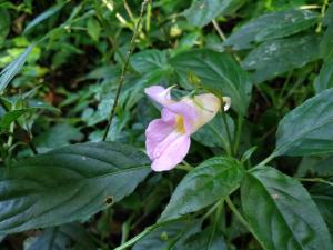 紫花鳳仙花