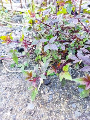 皺子白花菜