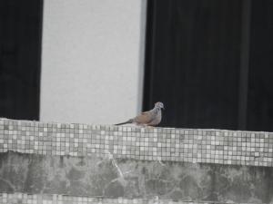 珠頸斑鳩