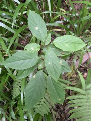 臺灣山桂花