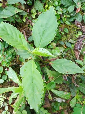 臺灣山桂花