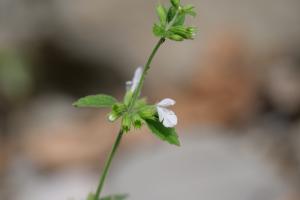 白花草