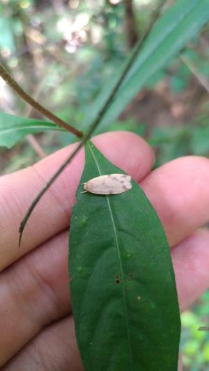 雙線苔蛾