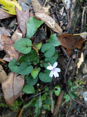 台灣菫菜