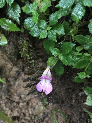 紫花鳳仙花