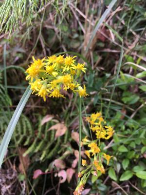 一枝黄花 (金鎖 野黄菊)