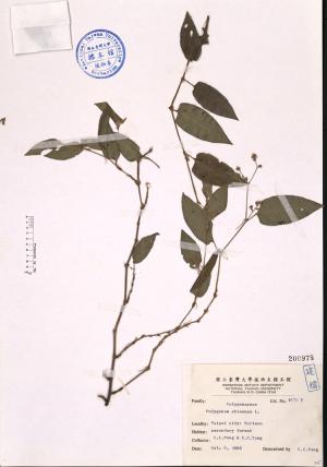 Polygonum chinense L._標本_BRCM 4647