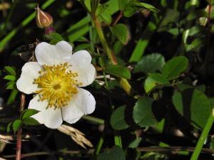 高山薔薇