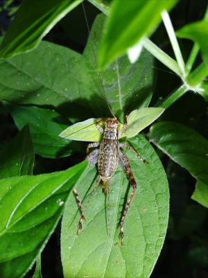 黃斑鐘蟋蟀