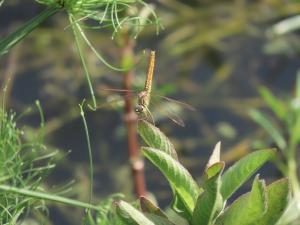 黃翅蜻  (褐斑蜻蜓)