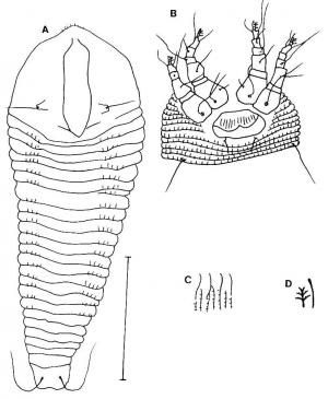 Epitrimerus parvispina Huang, 2001