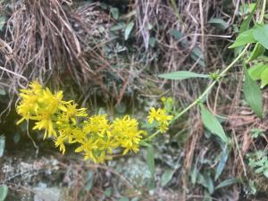 一枝黄花 (金鎖 野黄菊)