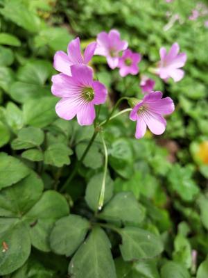 紅花酢漿草 (紫花酢漿草)