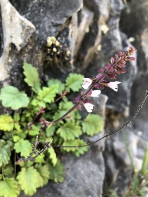 隱葯鼠尾草