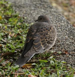 金背鳩(台灣亞種)