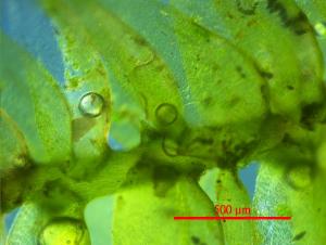 Taxiphyllum taxirameum (Mitt.) M. Fleisch. 植物體顯微照