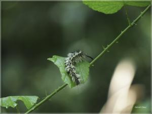 青黃枯葉蛾 台灣亞種