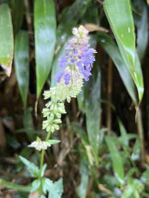 日本紫花鼠尾草