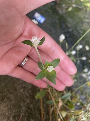 假千日紅 (野千日紅 / 銀花莧)