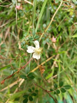 高山薔薇