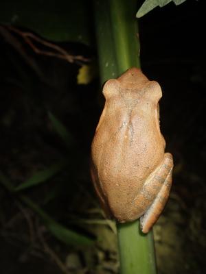 斑腿泛樹蛙