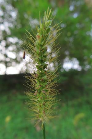 莠狗尾草