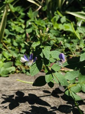 皺子白花菜