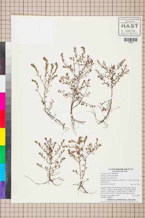 Ludwigia microcarpa Michx._標本_BRCM 3543