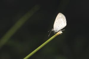 沖繩小灰蝶