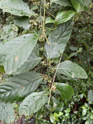 臺灣山桂花