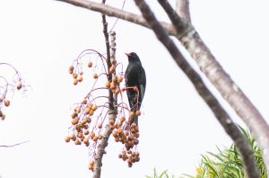 紅嘴黑鵯