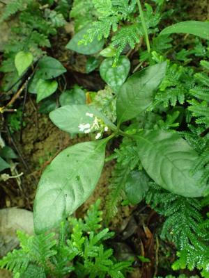 白花蛇根草