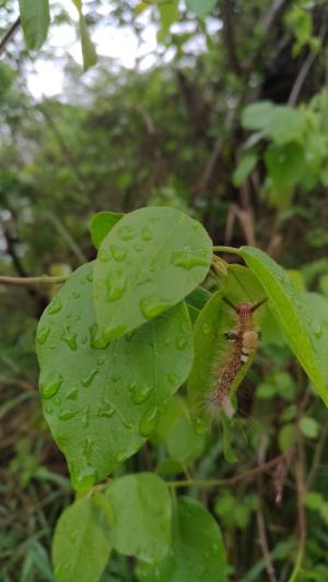 基斑毒蛾