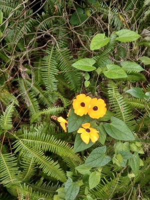 黑眼花