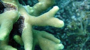 柱形微孔珊瑚