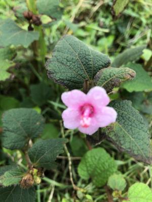 地桃花 (肖梵天花)