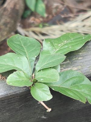 山石榴、山蒲桃