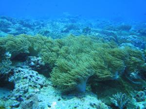 柔軟指形軟珊瑚