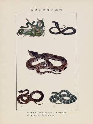 圖版：本島產的毒蛇
