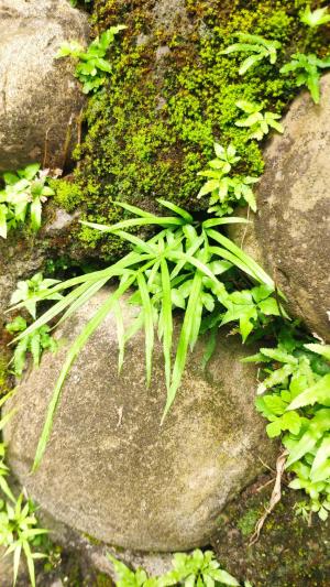 井欄邊草 (鳳尾蕨)