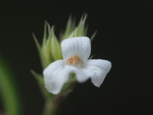 柳葉鱗球花