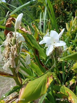 野薑花