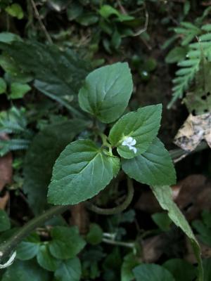 圓葉山梗菜