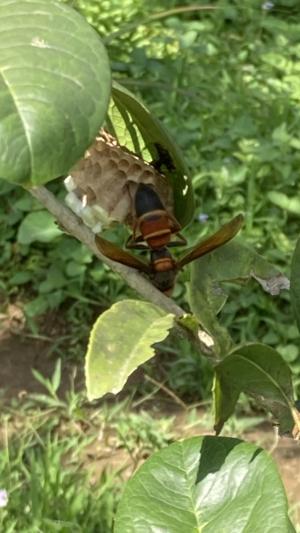 黑尾胡蜂 (姬虎頭蜂 雙金環虎頭蜂)