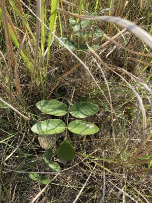 貓尾草