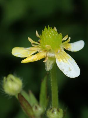 水辣菜