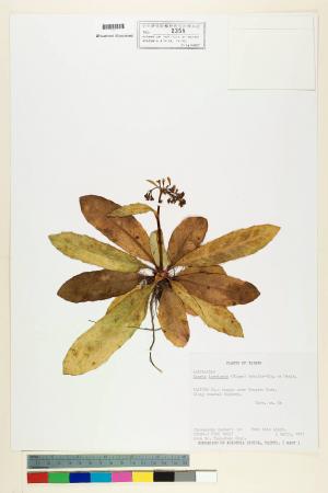Ixeris laevigata (Blume) Schultz-Bip. ex Maxim var. oldhami (Maxim.) Kitam._標本_BRCM 6968