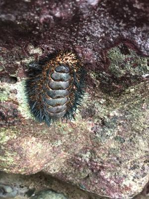 海膽石鱉