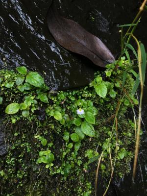 圓葉挖耳草